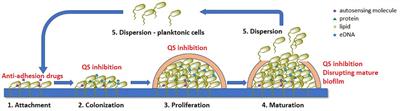 Evaluation of novel compounds as anti-bacterial or anti-virulence agents